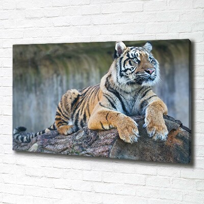 Wandbild Tiger