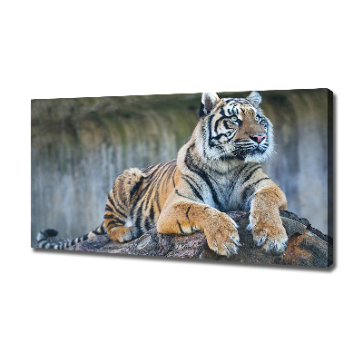 Wandbild Tiger
