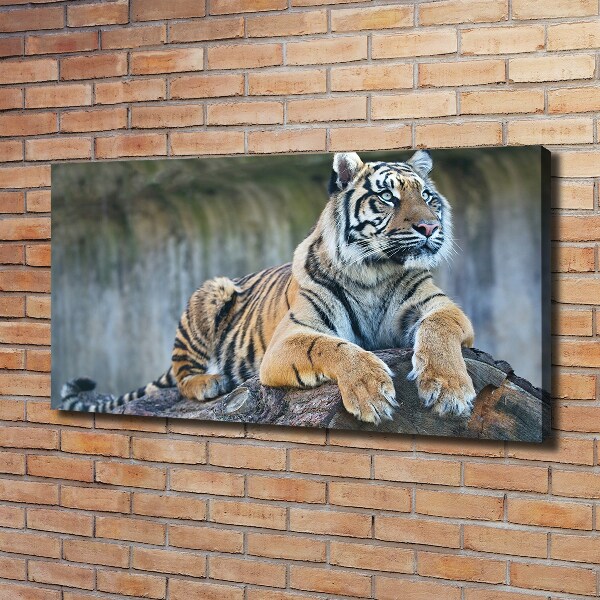 Wandbild Tiger