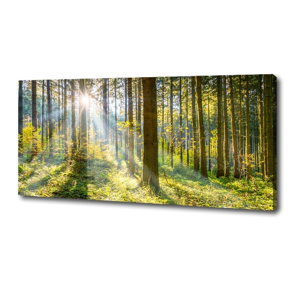 Bild auf leinwand Wald in der Sonne