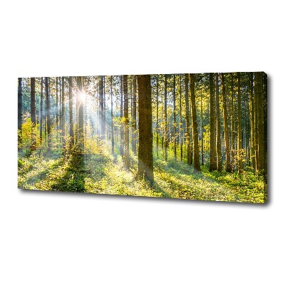 Bild auf leinwand Wald in der Sonne