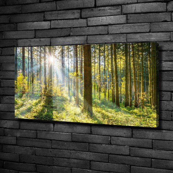 Bild auf leinwand Wald in der Sonne