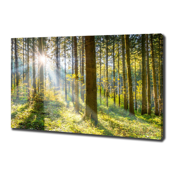 Bild auf leinwand Wald in der Sonne