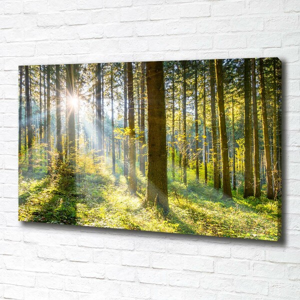 Bild auf leinwand Wald in der Sonne