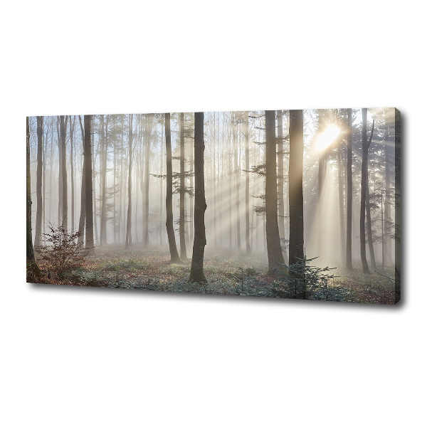 Bild auf leinwand Nebel im Wald
