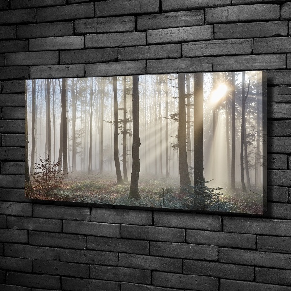 Bild auf leinwand Nebel im Wald