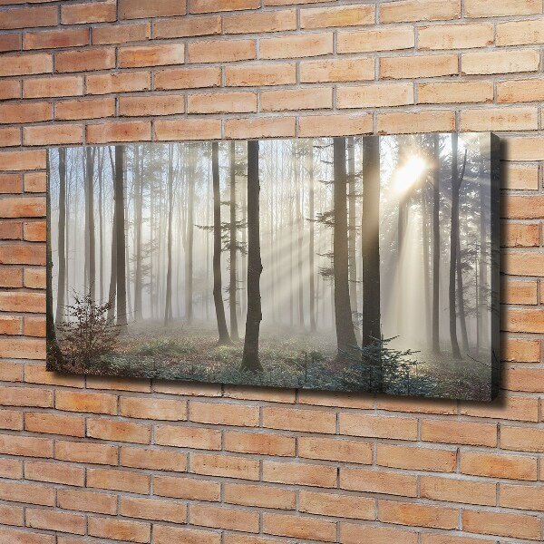 Bild auf leinwand Nebel im Wald