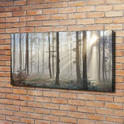 Bild auf leinwand Nebel im Wald