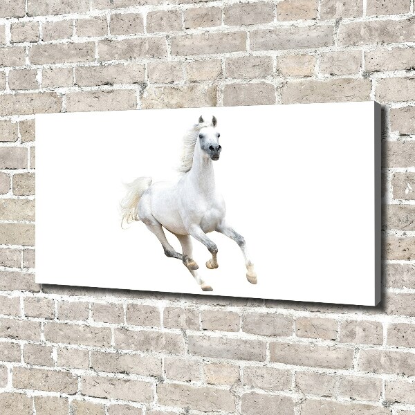 Fotobild Weißes Araberpferd