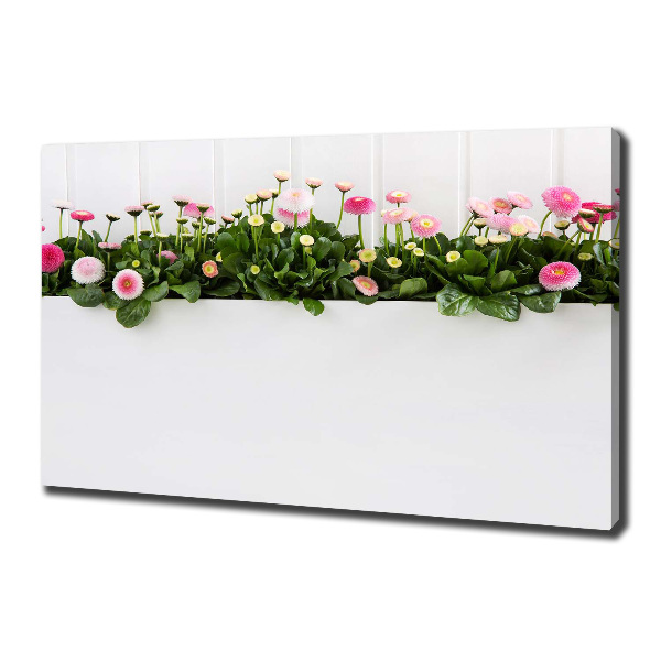 Wandbild Rosa Gänseblümchen
