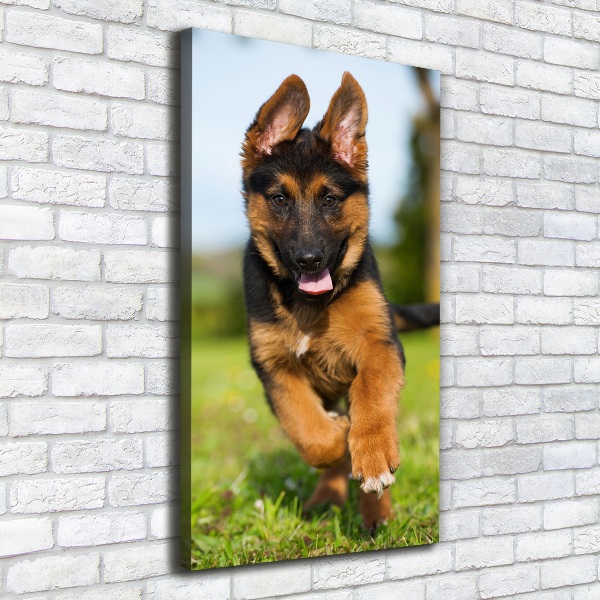Foto leinwand vertikales Deutscher Schäferhund