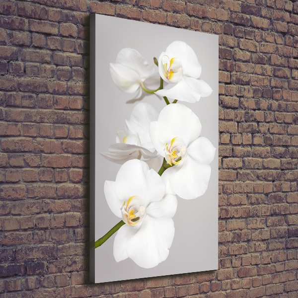 Foto auf leinwand vertikales Weiße Orchidee