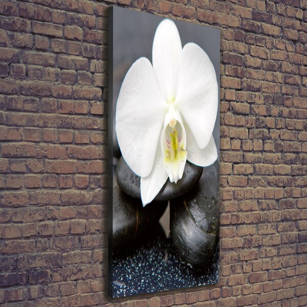Foto leinwand vertikales Orchidee und Steine