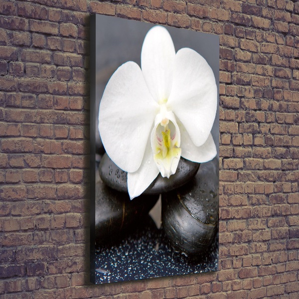 Foto leinwand vertikales Orchidee und Steine