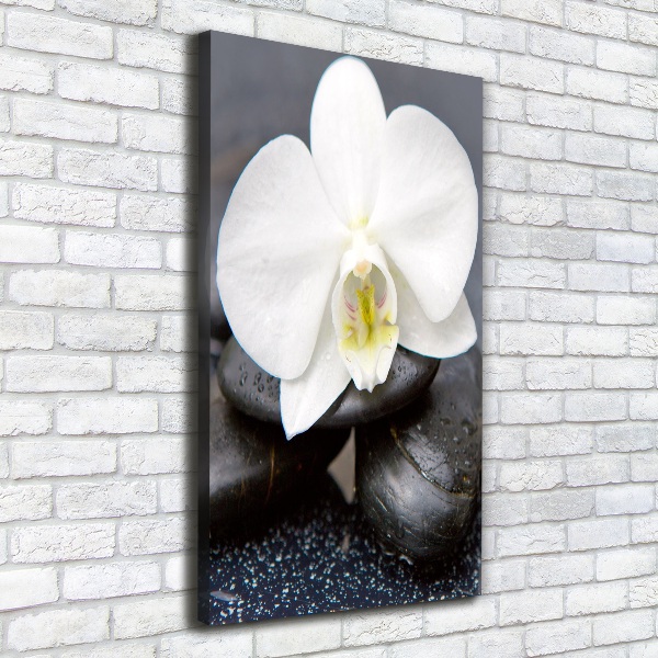 Foto leinwand vertikales Orchidee und Steine
