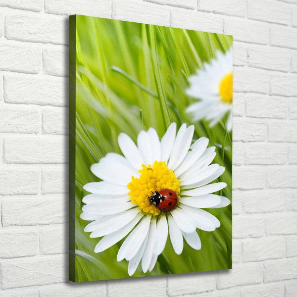 Foto leinwand vertikales Gänseblümchen