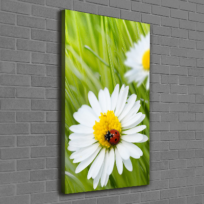 Foto leinwand vertikales Gänseblümchen