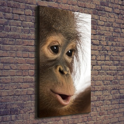 Foto leinwand vertikales Junger Orang-Utan