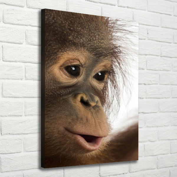 Foto leinwand vertikales Junger Orang-Utan