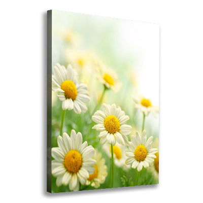 Foto leinwand vertikales Gänseblümchen