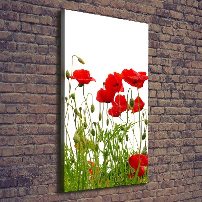 Foto auf leinwand vertikales Feldmohn