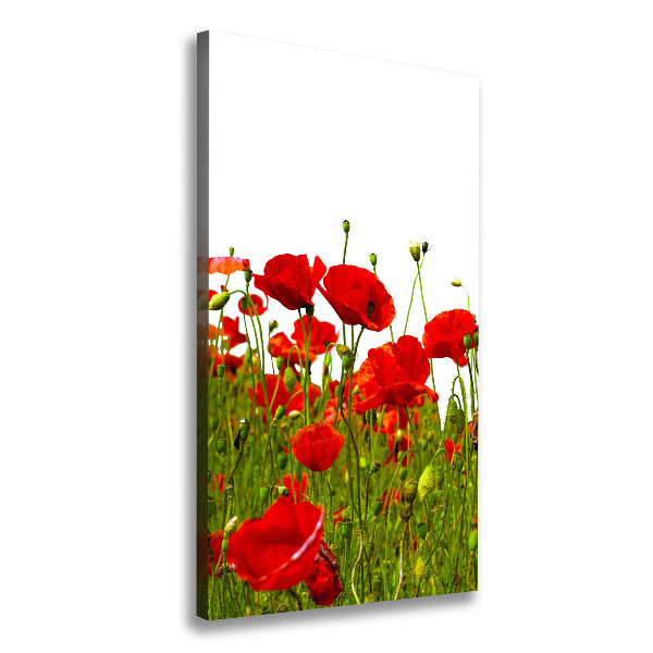 Foto auf leinwand vertikales Mohnfeld