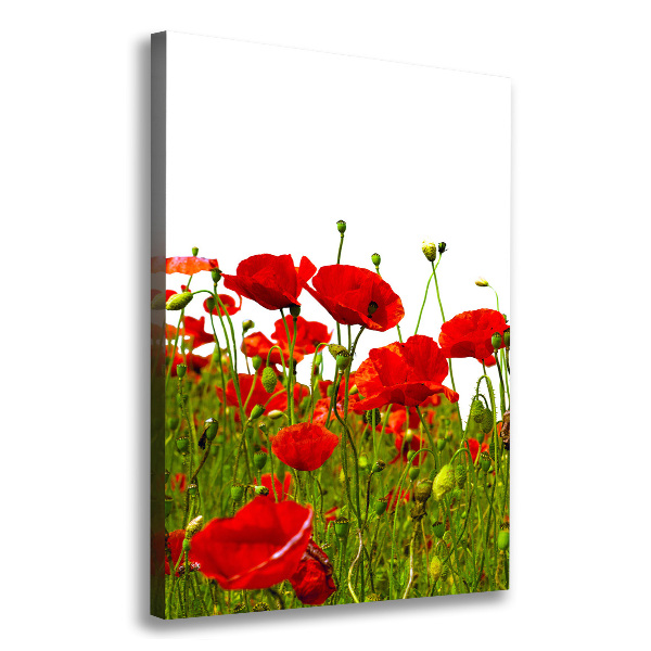 Foto auf leinwand vertikales Mohnfeld