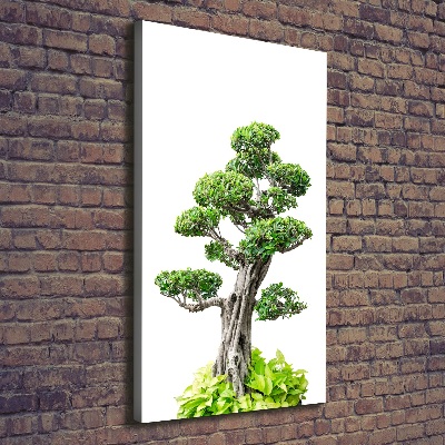 Foto leinwand vertikales Bonsai-Baum