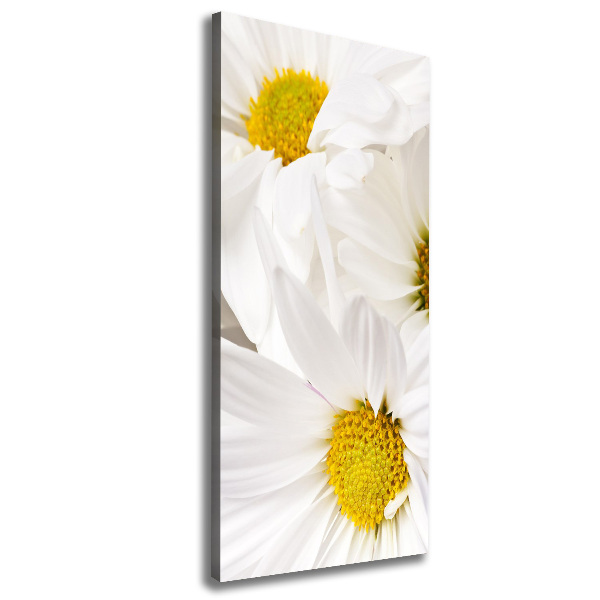 Wandbild vertikales Gänseblümchen