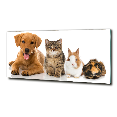 Foto glasbild Hund und Katze