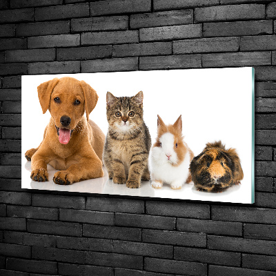 Foto glasbild Hund und Katze