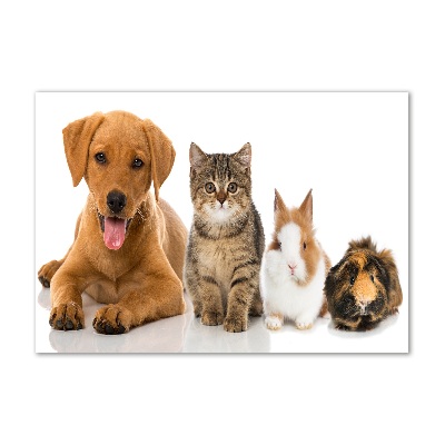 Foto glasbild Hund und Katze