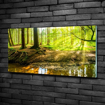 Glasbild Sonnenstrahlen im Wald