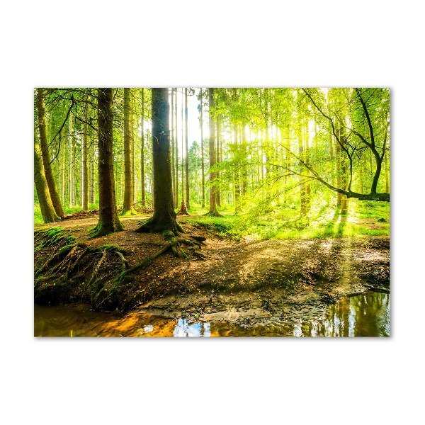 Glasbild Sonnenstrahlen im Wald