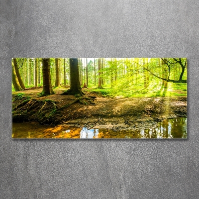 Glasbild Sonnenstrahlen im Wald