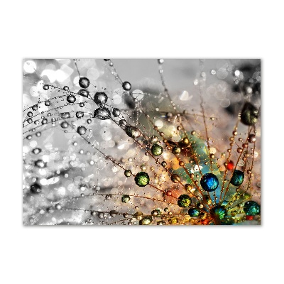 Glasbild Löwenzahnsamen