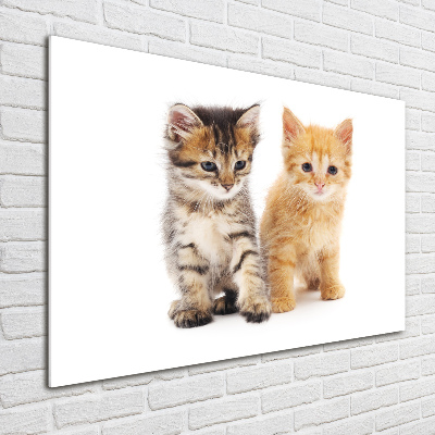 Foto glasbild Braune und rote Katze