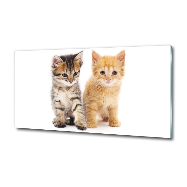 Foto glasbild Braune und rote Katze