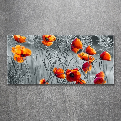 Foto glasbild Feldmohn