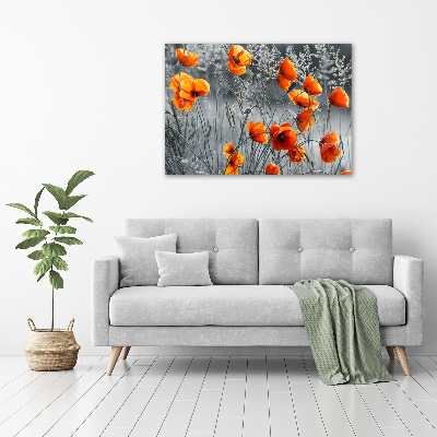 Bild auf glas Feldmohn