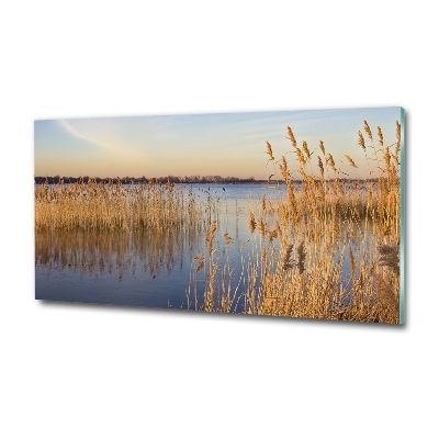 Glasbild Schilfrohr