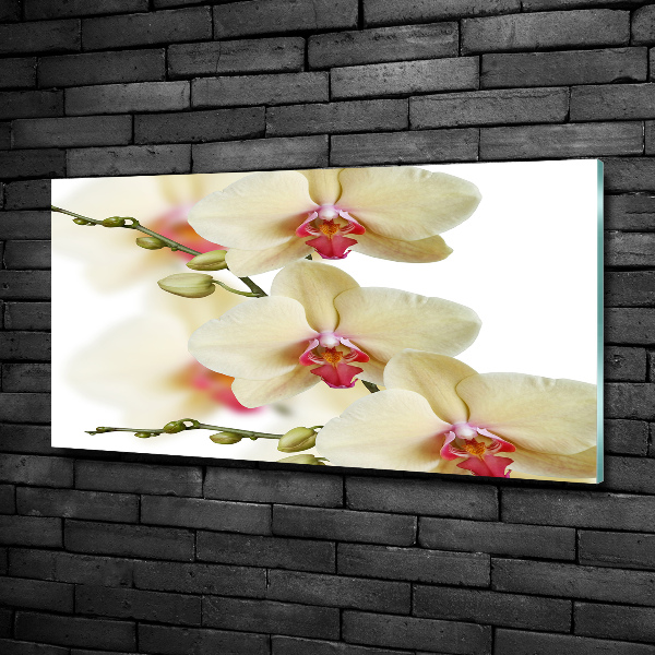 Foto glasbild Orchidee