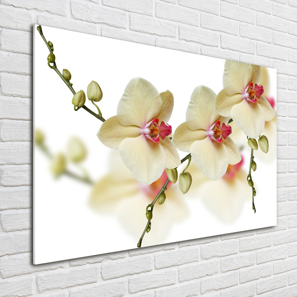 Foto glasbild Orchidee