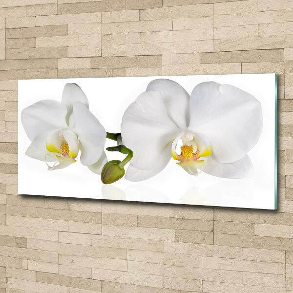 Foto glasbild Orchidee