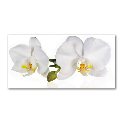 Foto glasbild Orchidee