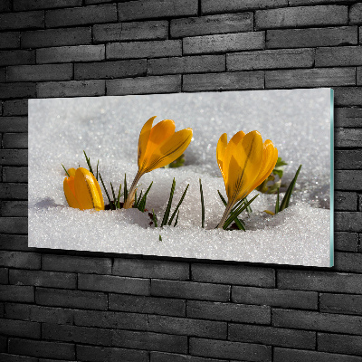 Bild auf glas Krokusse im Schnee