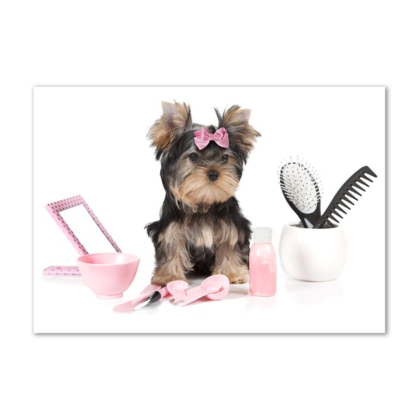 Foto glasbild Yorkshire Kosmetik