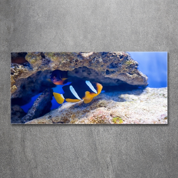 Glasbild Tropische Fische