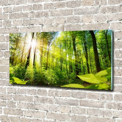 Glasbild Wald in der Sonne