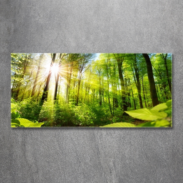 Glasbild Wald in der Sonne